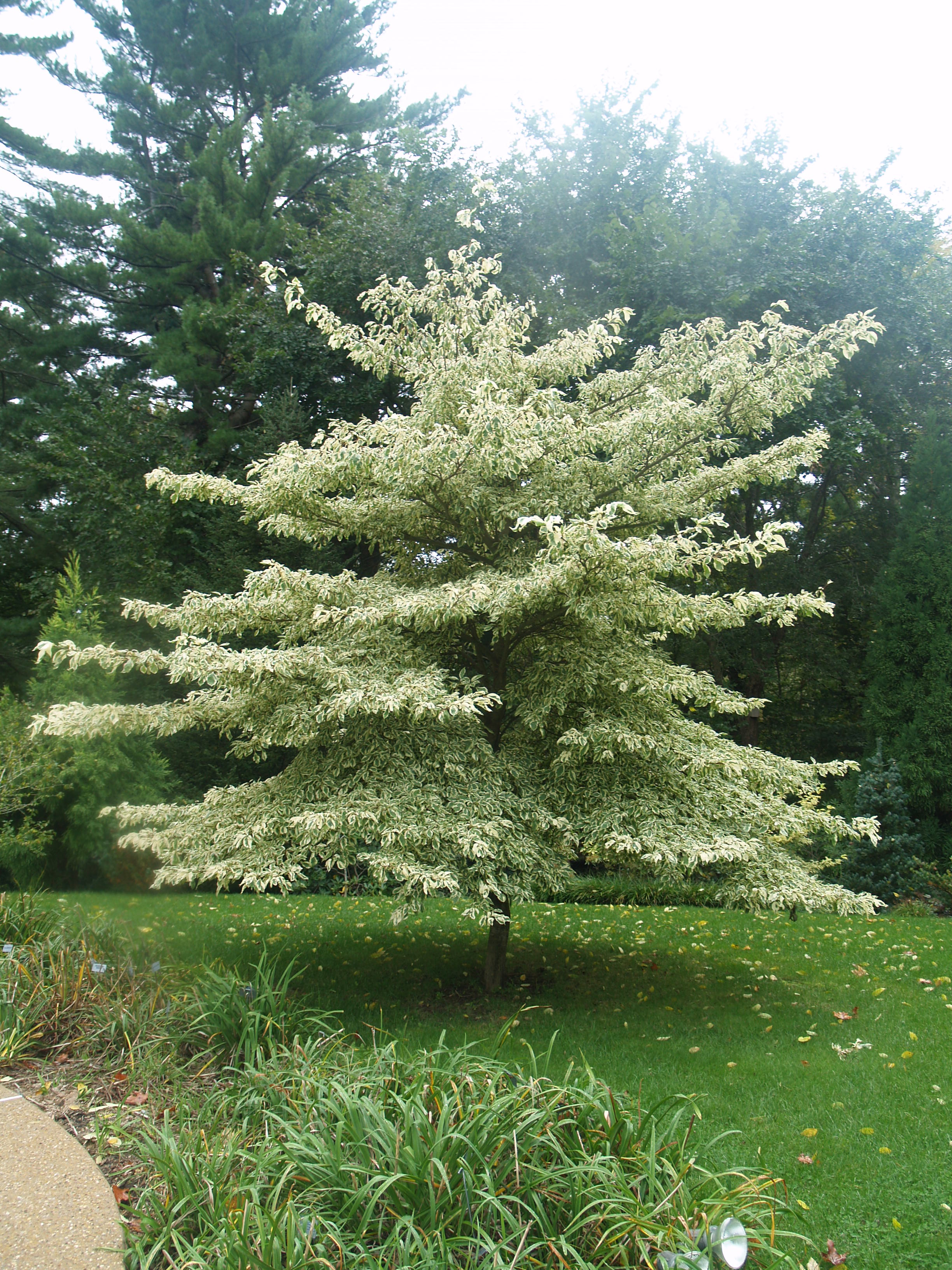 Variegated Giant Dogwood | Katsura Gardens